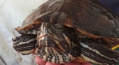 Cum poți numi o broască țestoasă, nume pentru fete și băieți